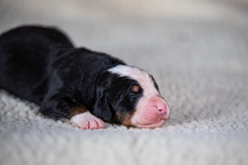 Gallery for q2-litter-bernese