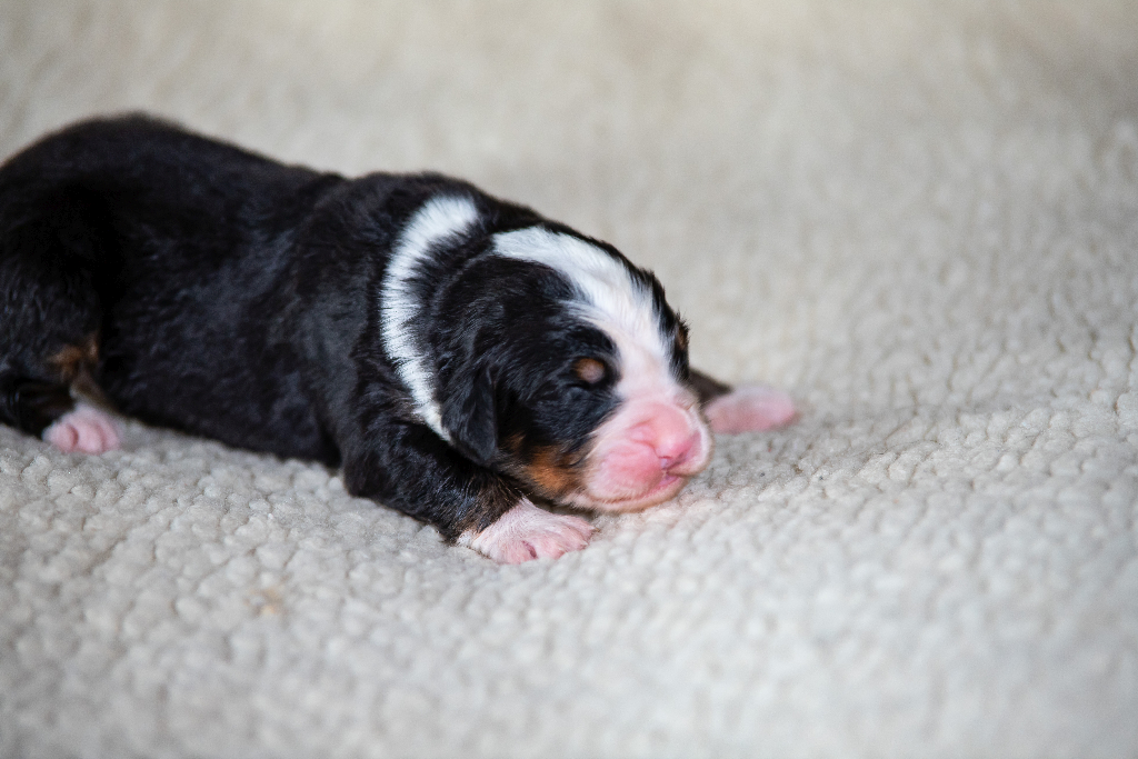 Gallery for q2-litter-bernese
