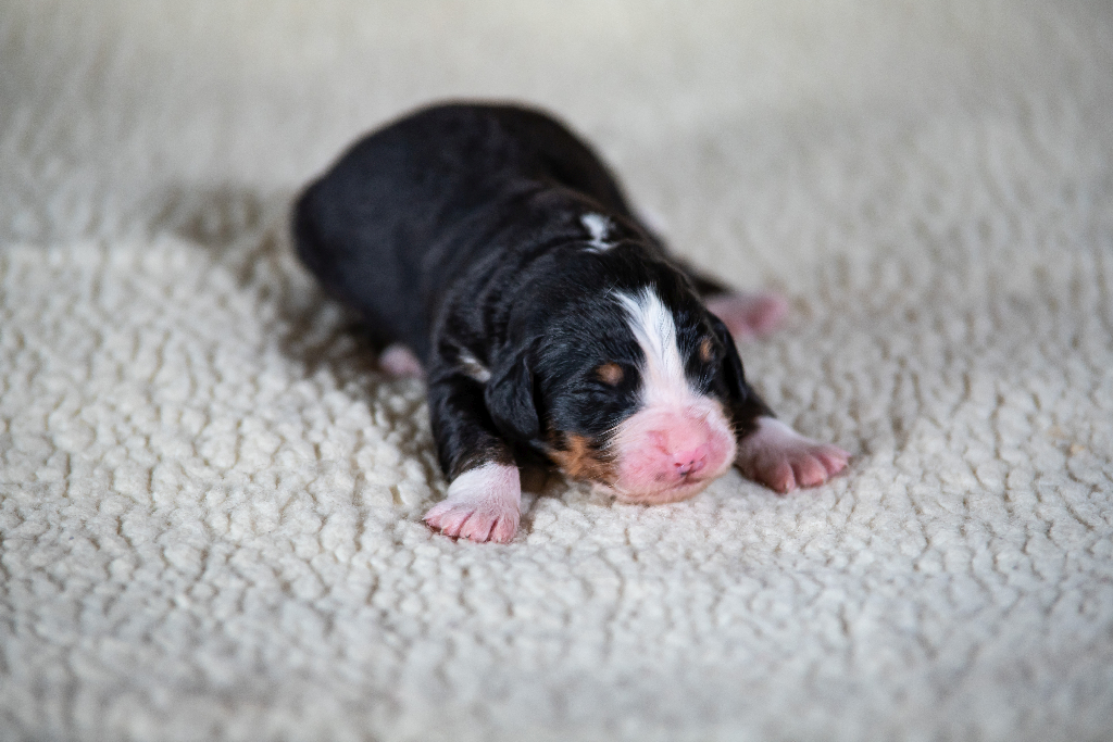 Gallery for q2-litter-bernese