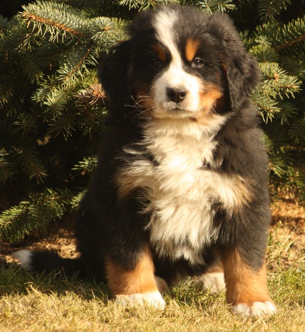 Gallery for w-litter-bernese