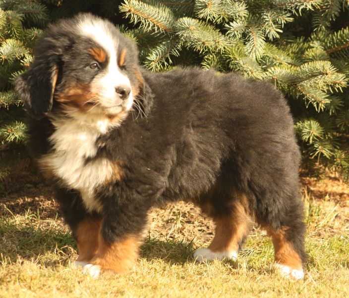 Gallery for w-litter-bernese