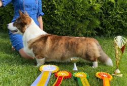 Gallery for o2-litter-cardigan
