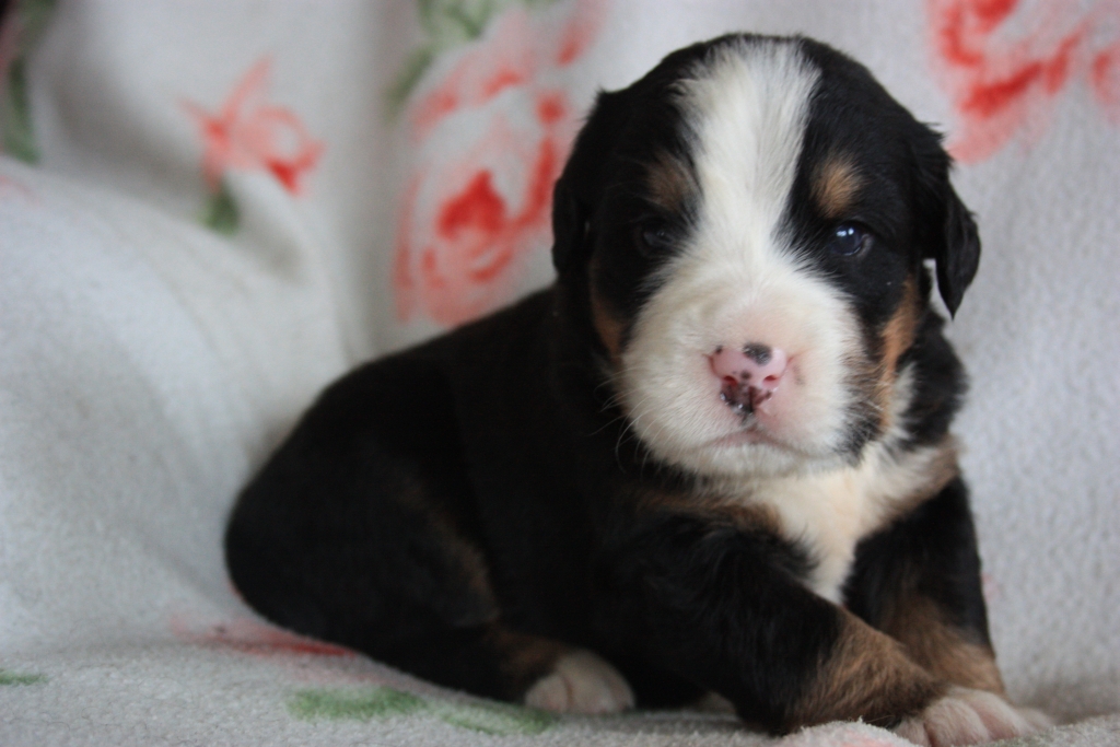Gallery for v-litter-bernese