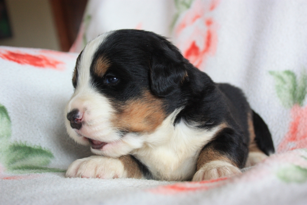 Gallery for v-litter-bernese