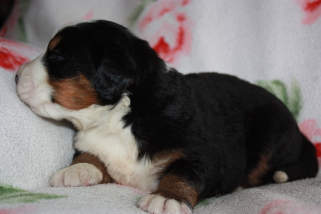 Gallery for v-litter-bernese
