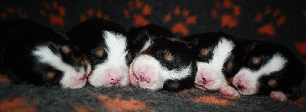 Gallery for a2-litter-bernese