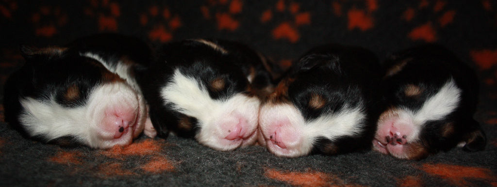 Gallery for a2-litter-bernese
