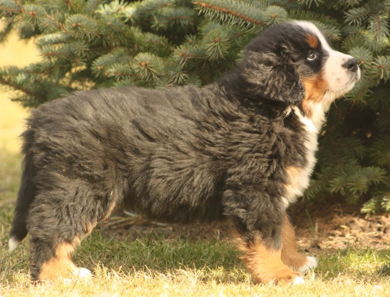 Gallery for w-litter-bernese