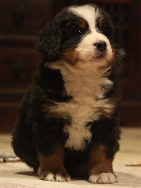 Gallery for w-litter-bernese