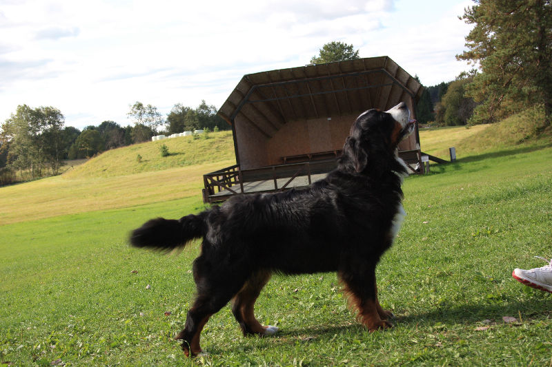 Gallery for f2-litter-bernese