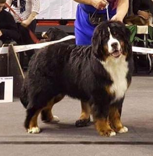 Gallery for f2-litter-bernese