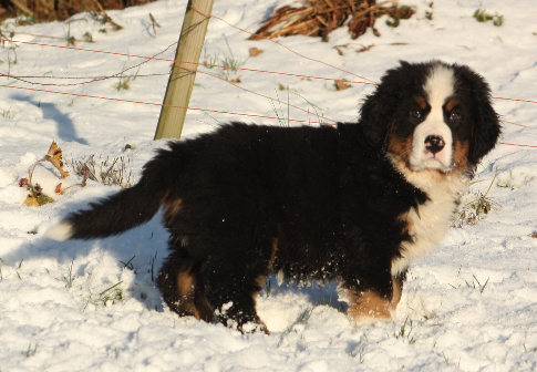 Gallery for i2-litter-bernese