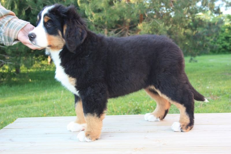Gallery for i2-litter-bernese