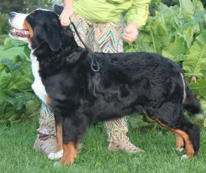 Gallery for i2-litter-bernese