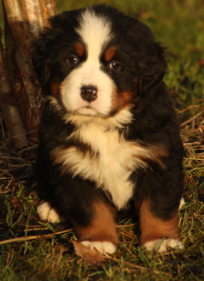 Gallery for j2-litter-bernese