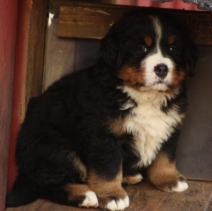 Gallery for j2-litter-bernese
