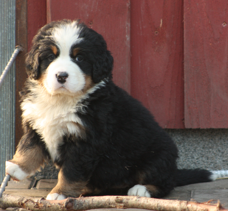 Gallery for j2-litter-bernese