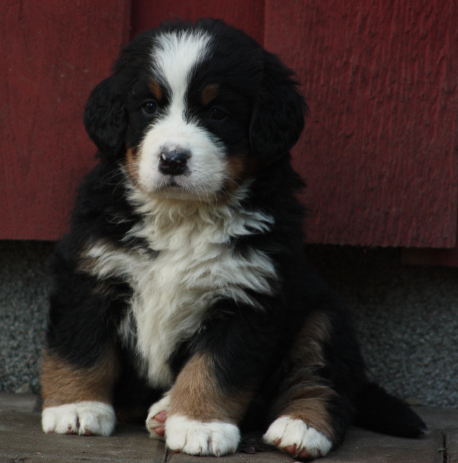 Gallery for j2-litter-bernese