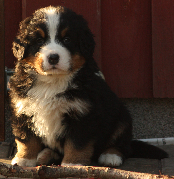 Gallery for j2-litter-bernese