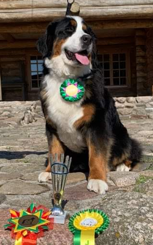 Gallery for p2-litter-bernese