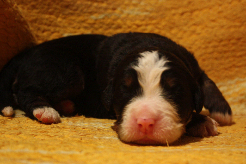Gallery for j2-litter-bernese