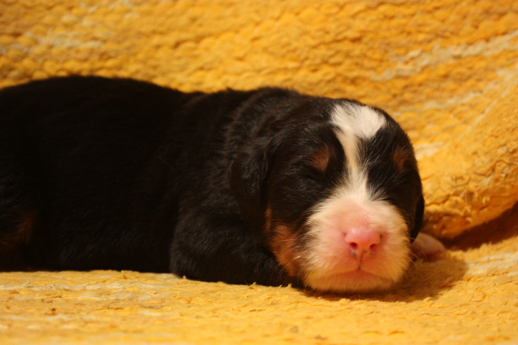 Gallery for j2-litter-bernese