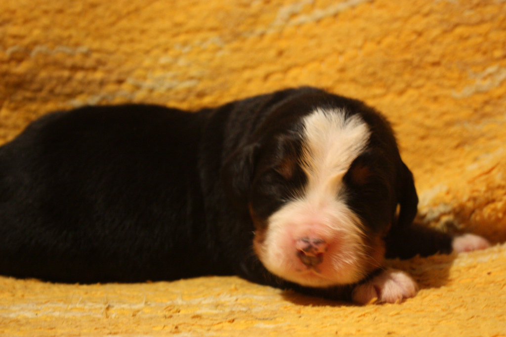 Gallery for j2-litter-bernese