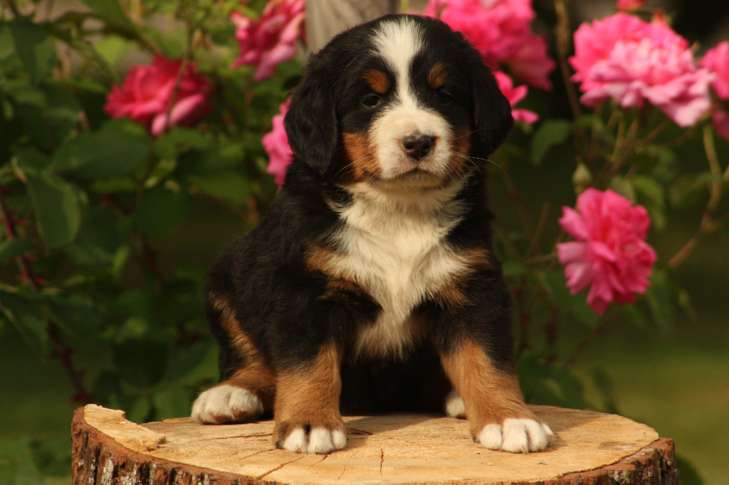 Gallery for p2-litter-bernese
