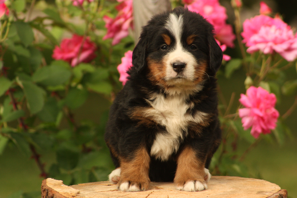 Gallery for p2-litter-bernese