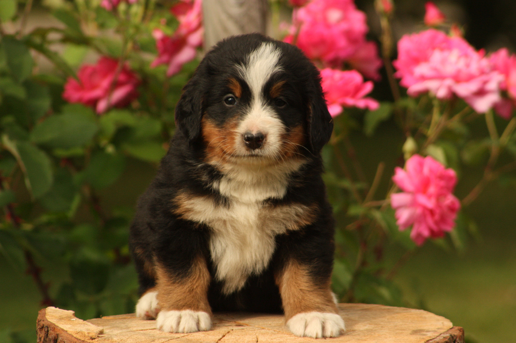 Gallery for p2-litter-bernese