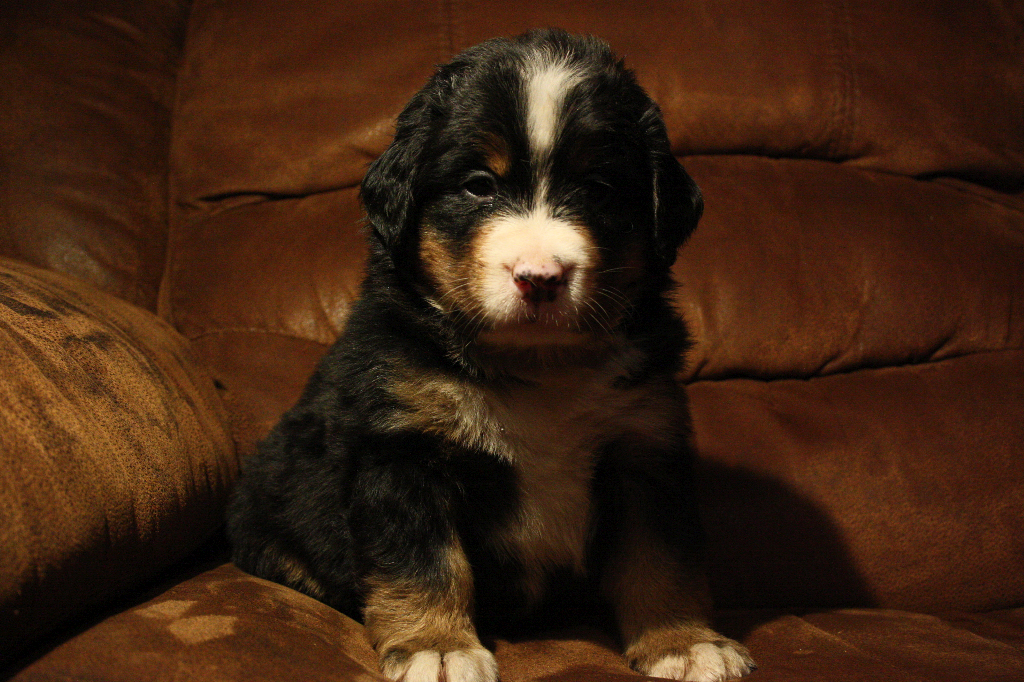 Gallery for d2-litter-bernese