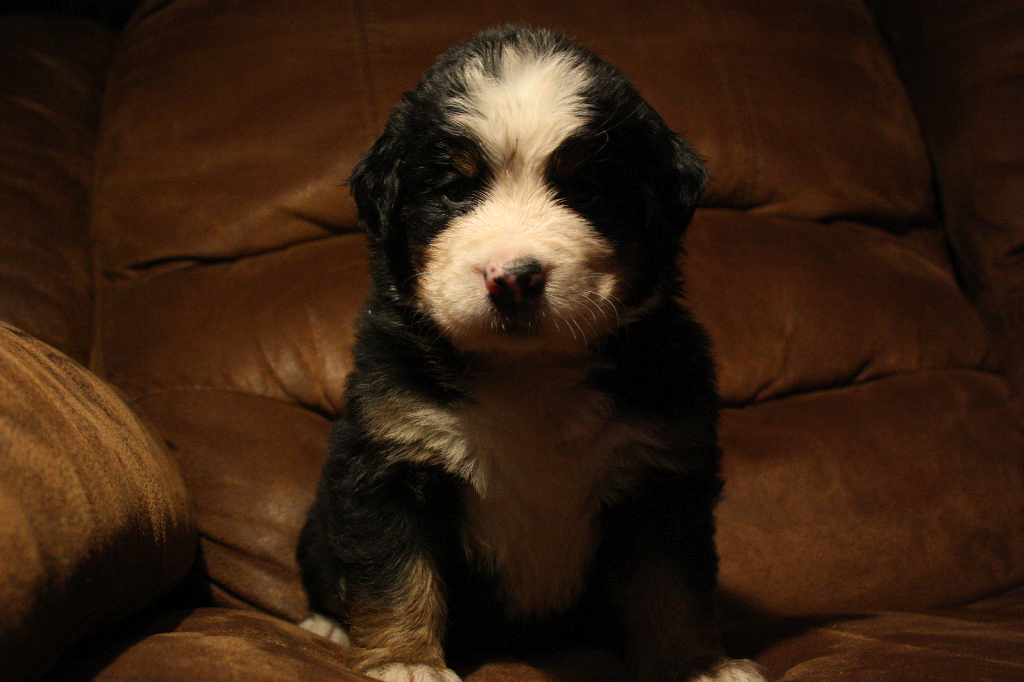 Gallery for d2-litter-bernese