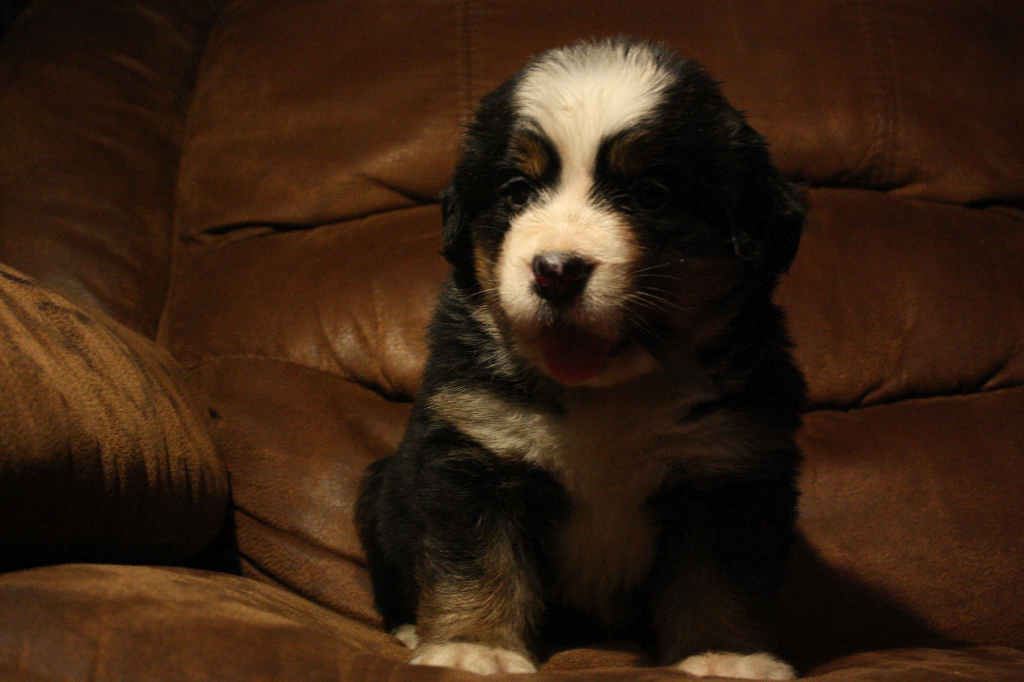 Gallery for d2-litter-bernese