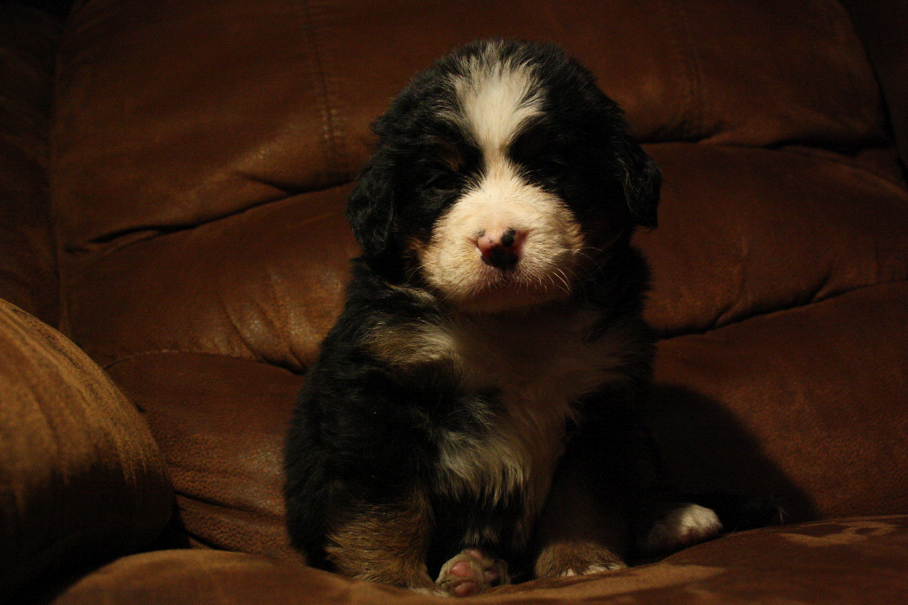 Gallery for d2-litter-bernese