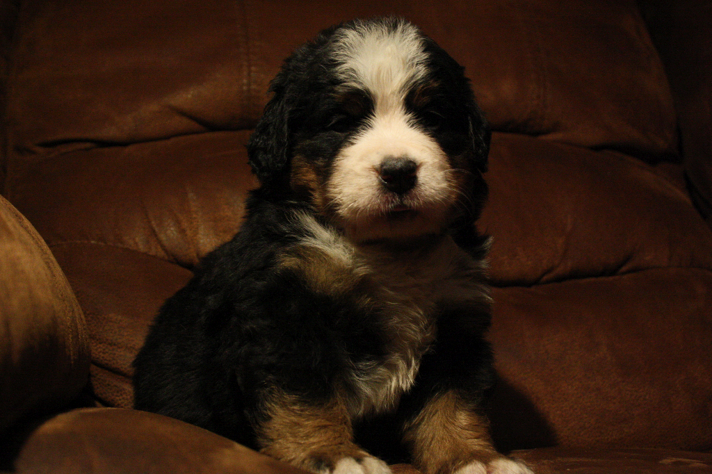 Gallery for d2-litter-bernese