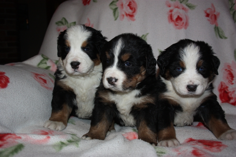 Gallery for v-litter-bernese