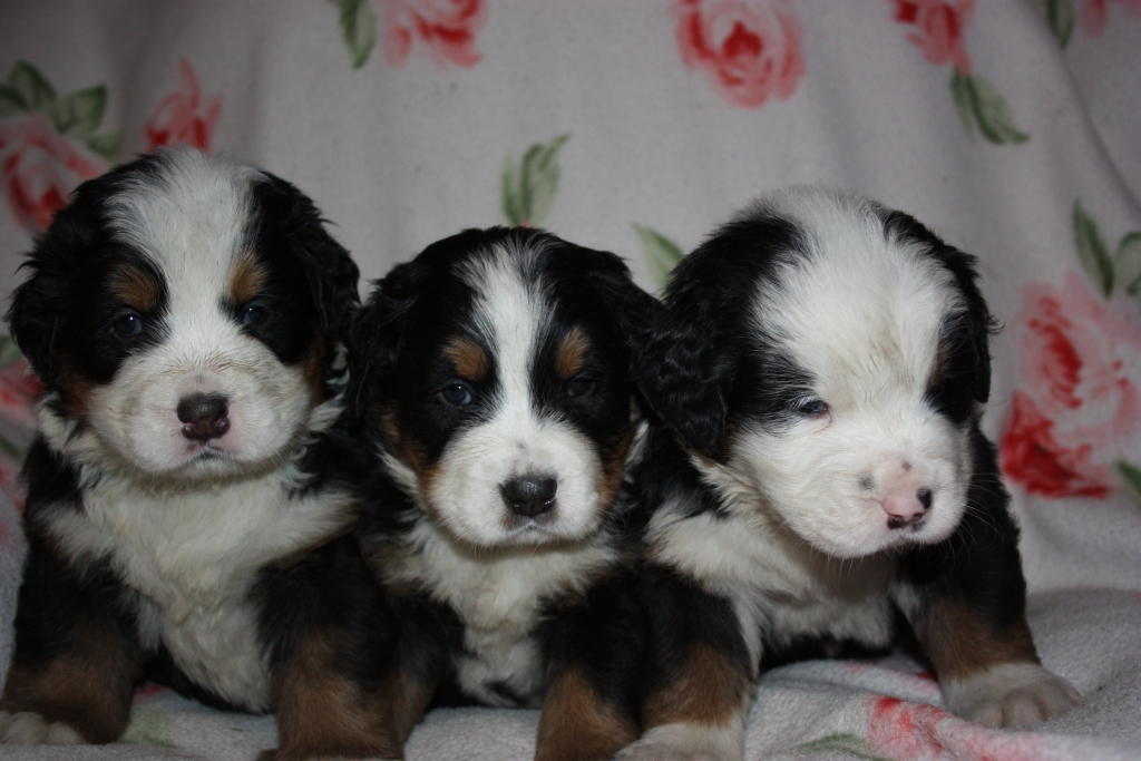 Gallery for v-litter-bernese