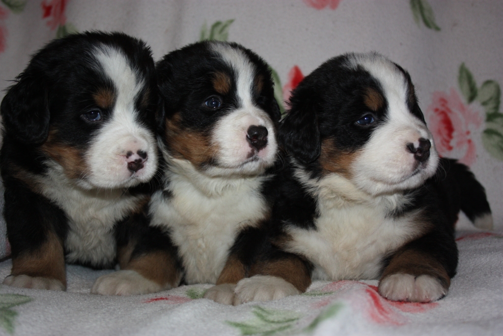 Gallery for v-litter-bernese