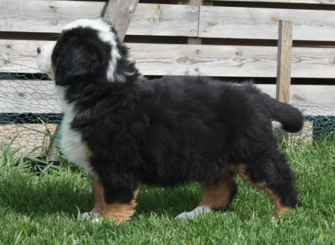 Gallery for v-litter-bernese