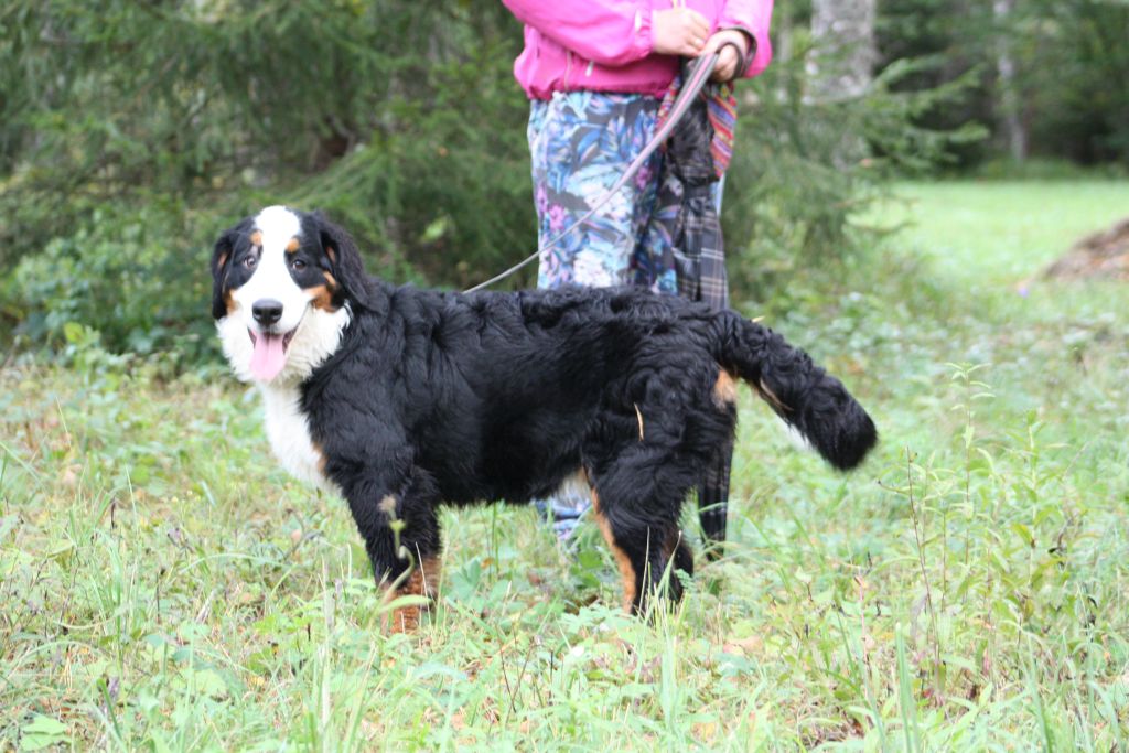 Gallery for v-litter-bernese