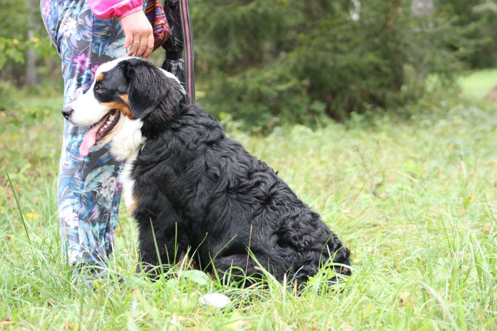 Gallery for v-litter-bernese