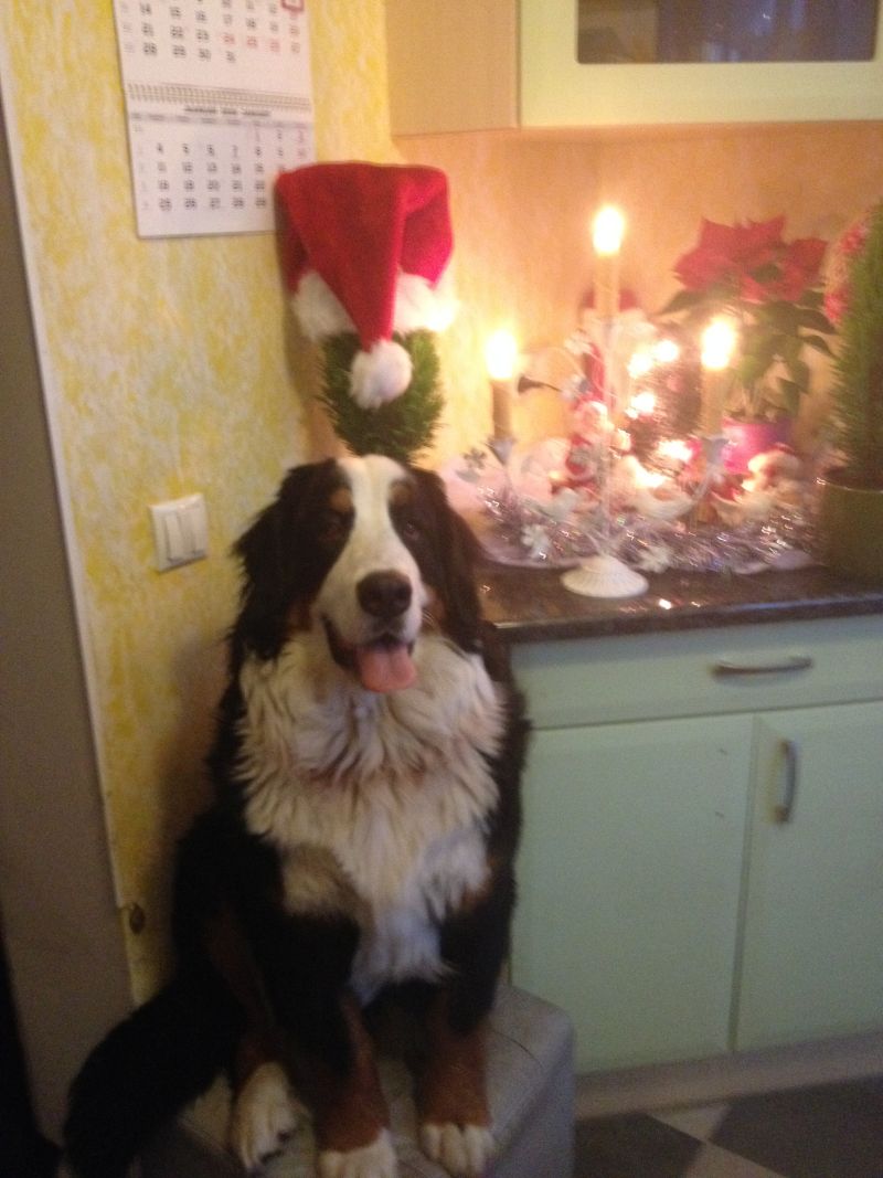 Gallery for v-litter-bernese