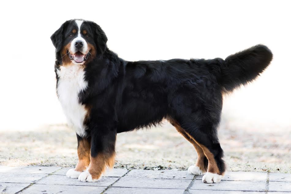 Gallery for b2-litter-bernese
