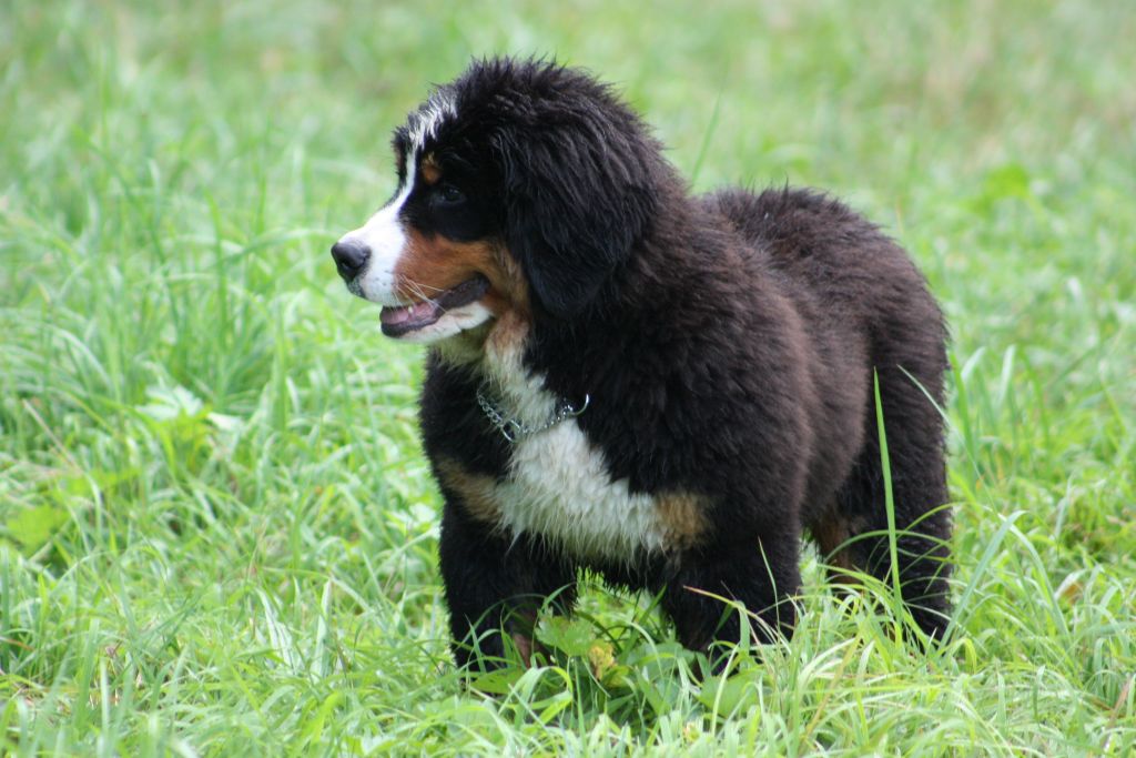 Gallery for b2-litter-bernese