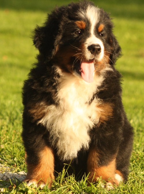 Gallery for s2-litter-bernese