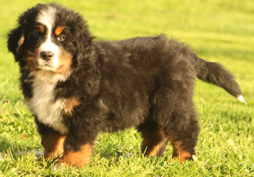 Gallery for s2-litter-bernese
