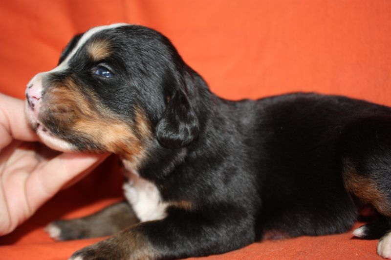 Gallery for l-litter-bernese