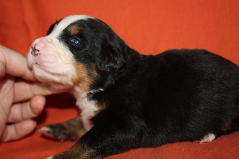 Gallery for l-litter-bernese