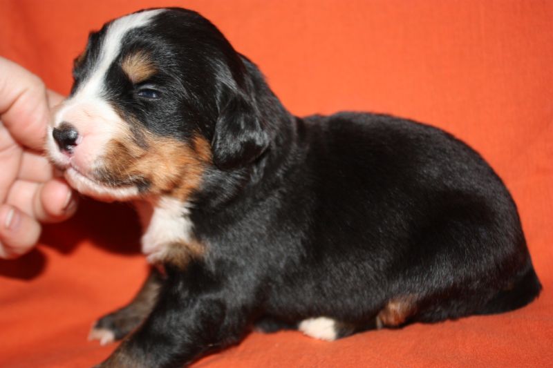 Gallery for l-litter-bernese