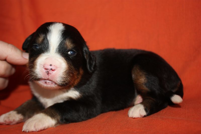 Gallery for l-litter-bernese